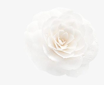 白色玫瑰png免抠素材_88icon https://88icon.com 植物 玫瑰 白色 花朵 花瓣
