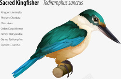 神圣的翠鸟素材