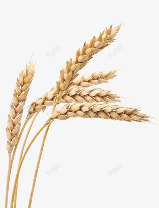 麦穗实物png免抠素材_88icon https://88icon.com 小麦 小麦png 稻谷 粮食 褐色的麦穗 高清麦穗 高粱 麦穗
