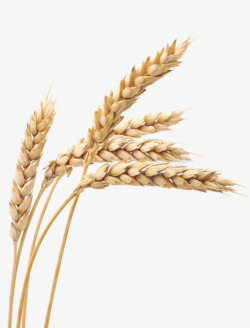 高粱小麦麦穗实物高清图片