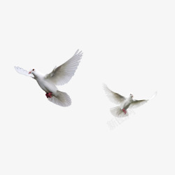 自由的和平鸽翱翔的和平鸽高清图片