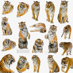 凶猛的老虎素材