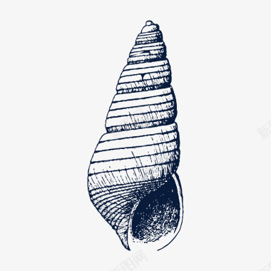 生物整容手绘尖海螺素描图标图标