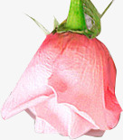创意摄影粉红色的含苞欲放的玫瑰花素材