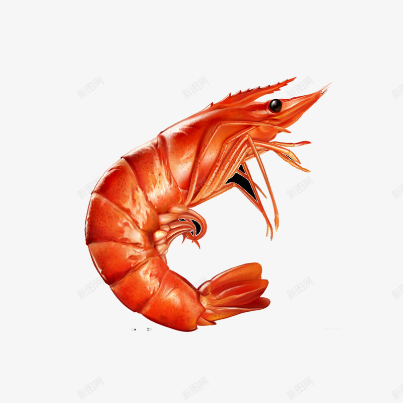 河虾png免抠素材_88icon https://88icon.com 甲壳动物 红色 虾 食物