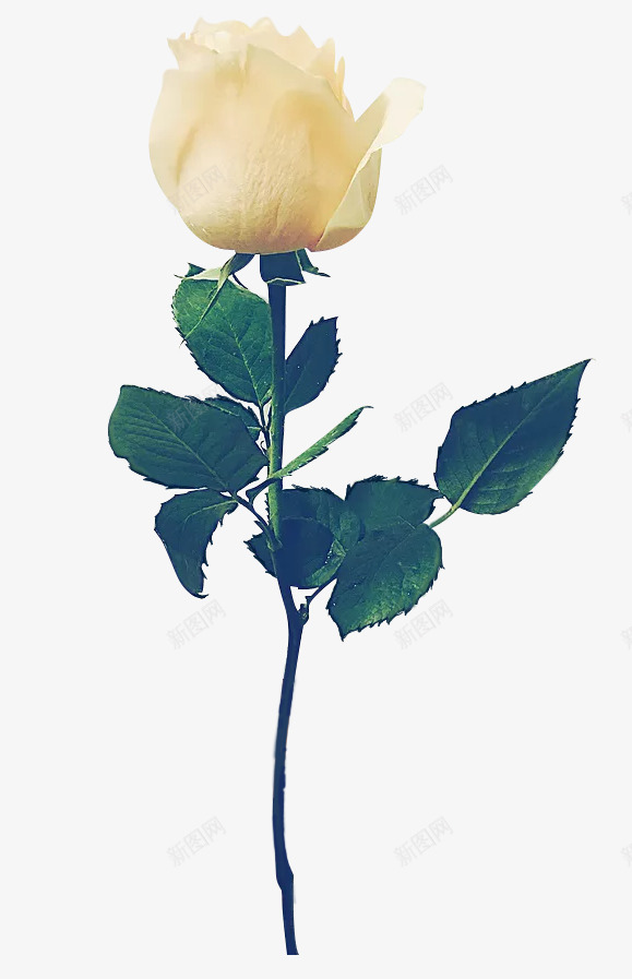 玫瑰表达爱装饰png免抠素材_88icon https://88icon.com 告白 情人节 植物 玫瑰 花卉 装饰