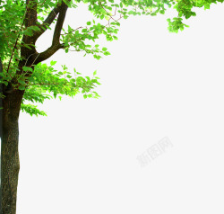 茂密春天绿色茂密大树装饰高清图片