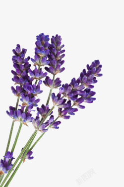 浪漫植物紫色薰衣草高清图片