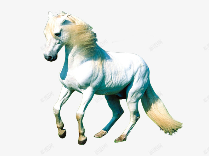 白色骏马png免抠素材_88icon https://88icon.com 动物世界 奔跑 生物 生物世界 白马 设计 跑马 野生动物 马 马匹