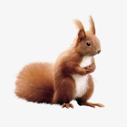 棕色小松鼠一只可爱的小松鼠高清图片