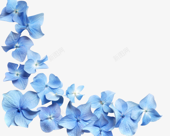 蓝色花朵花瓣png免抠素材_88icon https://88icon.com 花朵 花瓣 蓝色