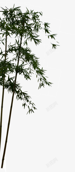 长青的竹子素材