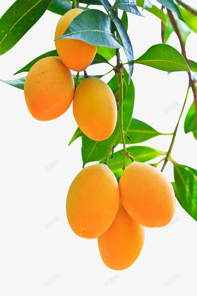 产品实物水果芒果png免抠素材_88icon https://88icon.com 产品实物 树上的芒果 水果 热带水果 美味 美食 芒果