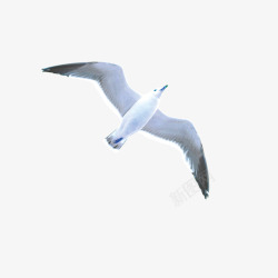 飞翔的海鸟飞翔的海鸥高清图片
