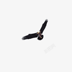 天空中翱翔的鸟老鹰高清图片