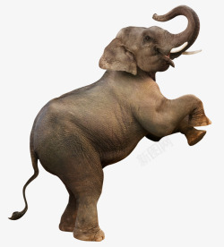 动物侧面大象动物象牙高清图片