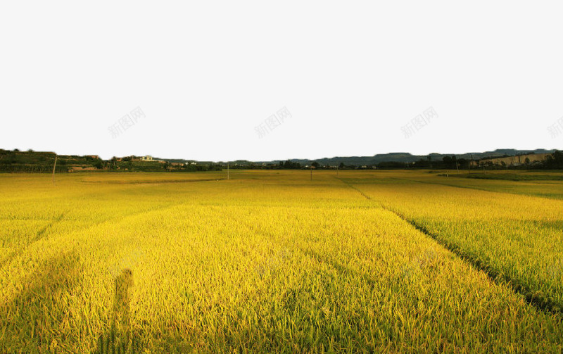 丰收的稻田png免抠素材_88icon https://88icon.com 丰收 农业 农作物 夏天 摄影 禾苗 稻田 绿色稻田 自然 谷物