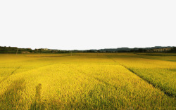 农作物丰收丰收的稻田高清图片