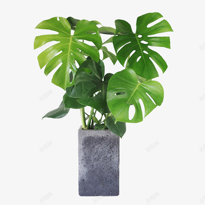 北欧风绿色植物龟背叶png免抠素材_88icon https://88icon.com 北欧风 植物 盆栽 绿色 装饰 龟背叶