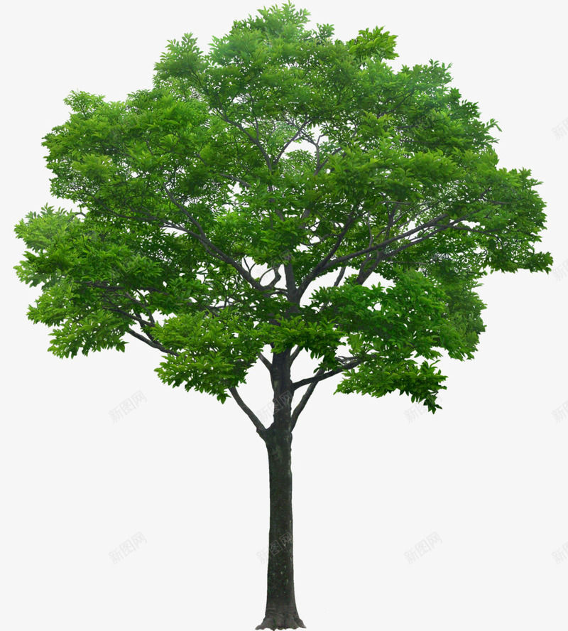 立面树绿色树木植物png免抠素材_88icon https://88icon.com psd植物立面 树木 植物 立面 绿色
