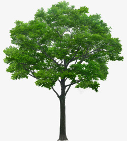 免抠绿色的树立面树绿色树木植物高清图片