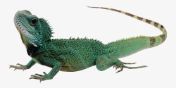 爬行动物蜥蜴绿色两栖动物蜥蜴高清图片