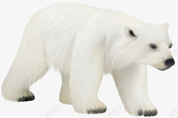 白色北极熊妈妈png免抠素材_88icon https://88icon.com 冰冷 北极熊 妈妈 白色 行走的熊
