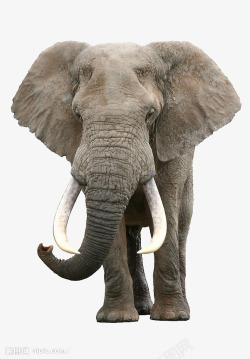 大象正面大象高清图片