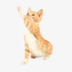猫抓板猫咪跳跃高清图片