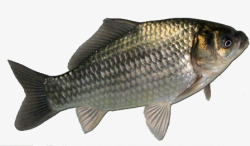 海鲜鱼类水产草鱼高清图片
