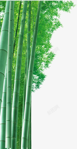 竹子背景素材
