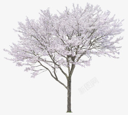 冬日树木冬日中落满雪花的树木高清图片