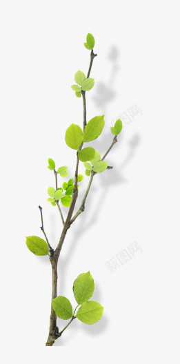 绿色花树绿色树枝影子png免抠素材_88icon https://88icon.com 叶子 树枝 绿色 嫩绿 花树 影子 春季 春天素材