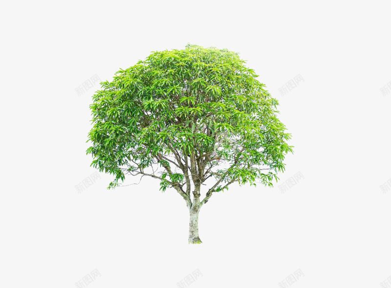 绿色的芒果树png免抠素材_88icon https://88icon.com 树 植物 绿树 芒果树