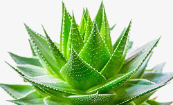 新鲜的芦荟素材