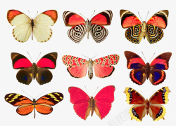 五彩斑斓的蝴蝶素材