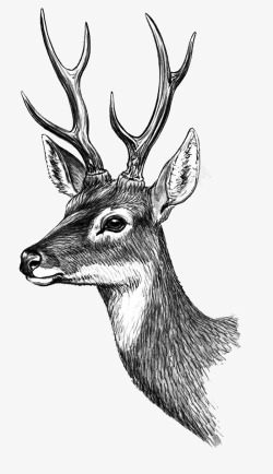 传神手绘素描梅花鹿鹿头高清图片