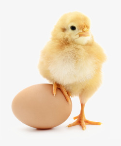 公鸡免扣元素小鸡鸡爪踩在鸡蛋上高清图片