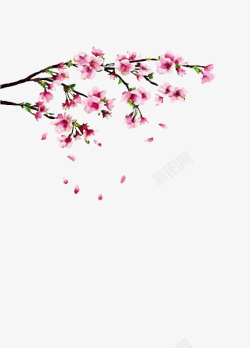 樱桃花樱桃枝高清图片