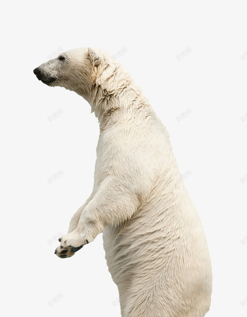 北极熊动物png免抠素材_88icon https://88icon.com 动物 北极熊 狗熊 生物