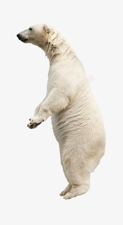 北极生物北极熊动物高清图片