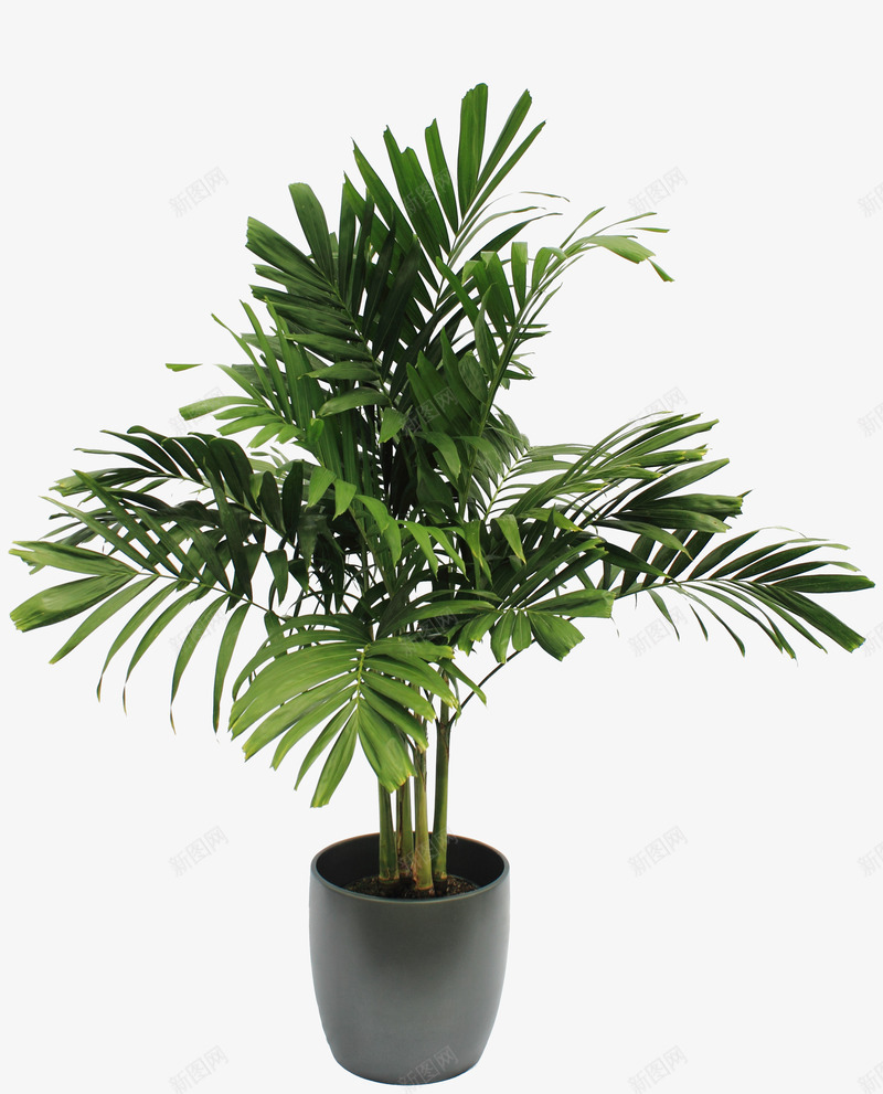 绿色清新盆栽植物png免抠素材_88icon https://88icon.com 植物 清新 盆栽 绿色