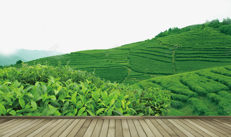 茶叶png免抠素材_88icon https://88icon.com 山茶 绿茶 满山茶叶 茶山 竹排小道装饰