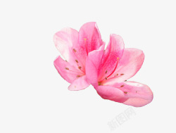 花粉色红色成束两朵浅粉色杜鹃花瓣高清图片