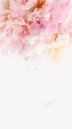 浅粉花瓣粉色牡丹高清图片