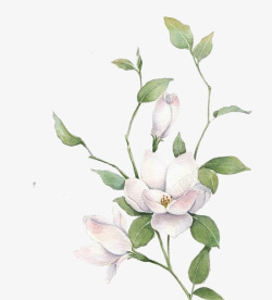 白色花瓣背景手绘茉莉高清图片