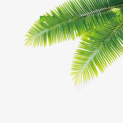 海边装饰素材热带植物高清图片