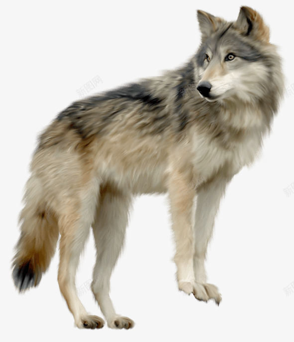 一匹来自北方的狼png免抠素材_88icon https://88icon.com 动物 国家保护动物 头狼 灰狼 狼 野生动物 食物链