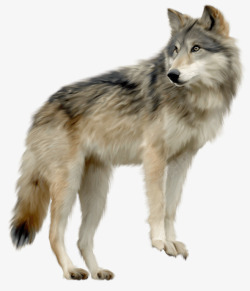 狼动物一匹来自北方的狼高清图片