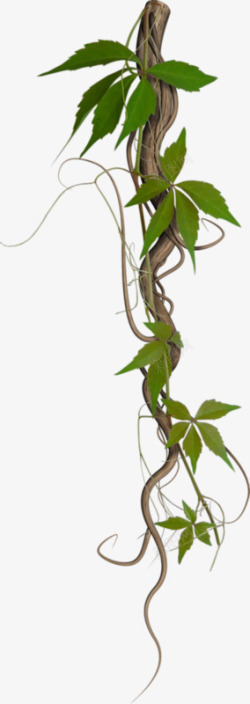 绿叶藤蔓植物藤条高清图片